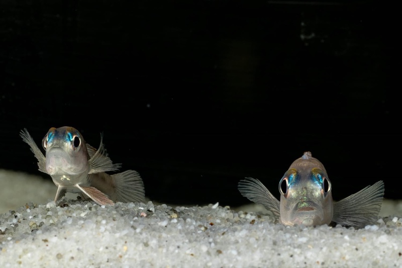Lamprologus laparogramma 'Namansi'